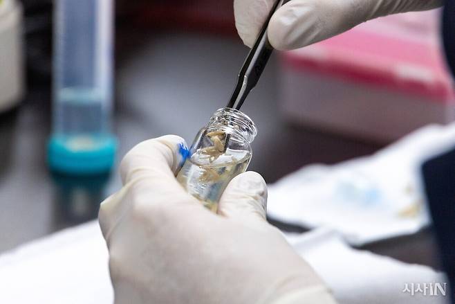 연구에 사용되는 파리 유충은 에탄올 용액에 보존한다. ⓒ시사IN 신선영