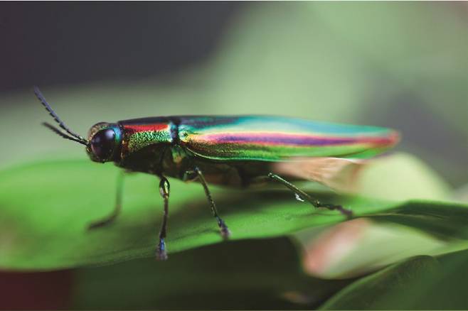 비단벌레. 숲속의작은친구들 제공