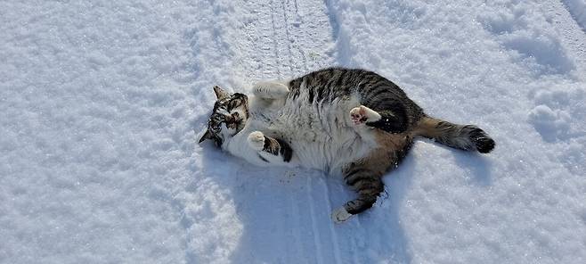 ‘나비’가 눈 위를 뒹굴며 장난을 치고 있다.