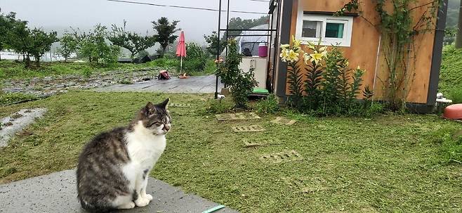 길고양이였으나 우리와 친해져 집고양이가 된 ‘나비’