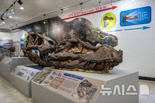 [서울=뉴시스]대전 지질박물관에 전시된 티라노사우루스 표본 '수(SUE, FMNH PR2081)'의 머리뼈 3D 출력 모형