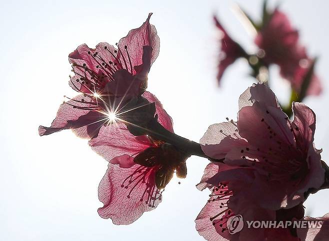 '포근한 햇살 받으며' (경산=연합뉴스) 윤관식 기자 = 포근한 날씨를 보인 13일 경북 경산시의 한 복숭아 하우스에 복사꽃이 만개해 있다. 2024.2.13 psik@yna.co.kr