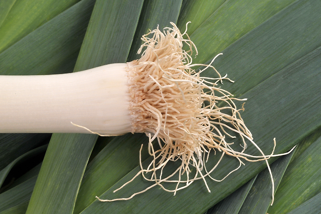 대파 뿌리