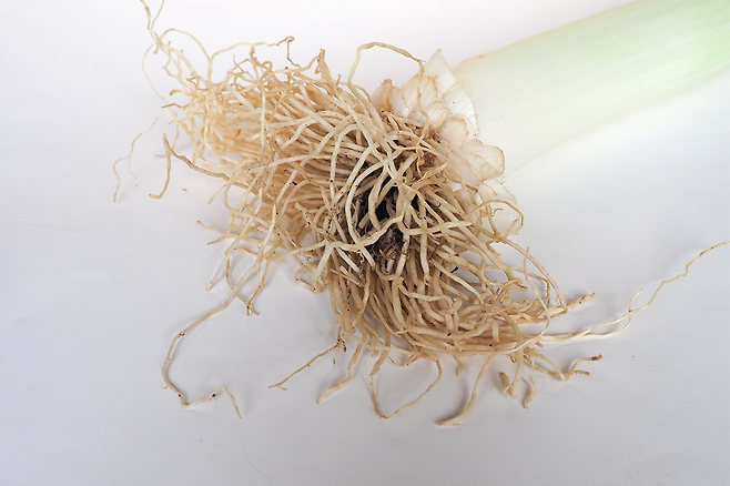대파 뿌리