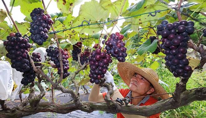지난 8월 인천 남동구 한 포도 농장에서 농민이 포도를 살펴보고 있다. 연합뉴스