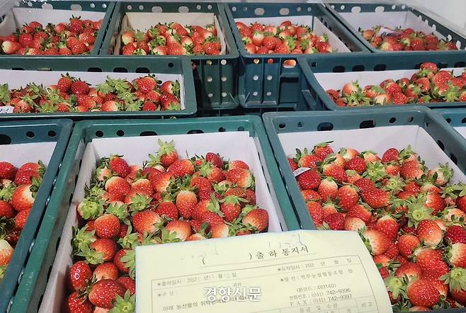 지난 12월 18일 충남 논산 연무농협 공동선별출하회 회원들이 새벽에 딴 딸기가 플라스틱 상자(콘티)에 담겨 있다. 이 딸기는 당일 대전의 유명 빵집 ‘성심당’으로 들어간다. 이재덕 기자