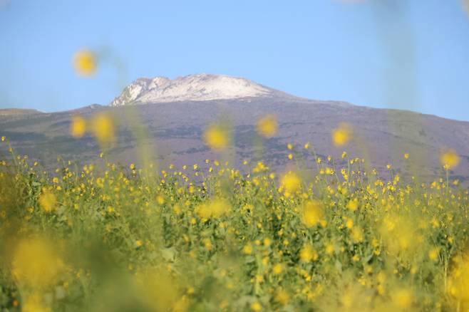 유채밭 저만치 눈 쌓인 한라산 28일 제주 서귀포시 남원읍 휴애리자연생활공원의 만발한 유채꽃밭 뒤로 눈 쌓인 한라산 정상이 보인다. 연합뉴스
