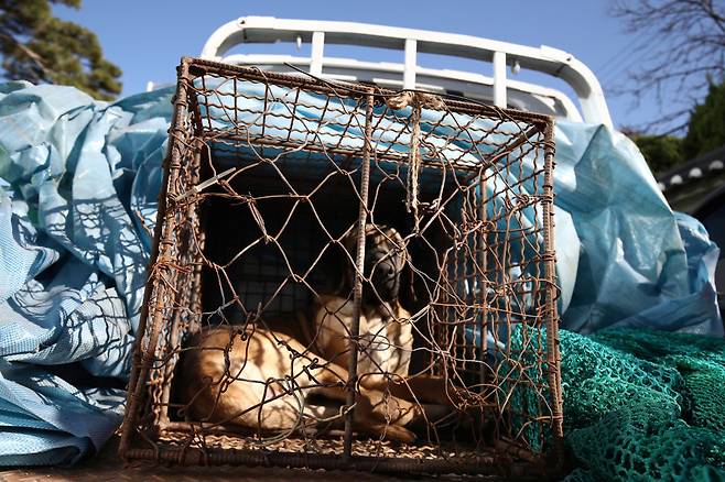 A dog looks out from a cage as police officers block a dog farmer protest, demanding the government scrap plans to pass a bill to enforce a ban on the consumption of dog meat on Nov. 30, 2023 in Seoul. (Getty Images)