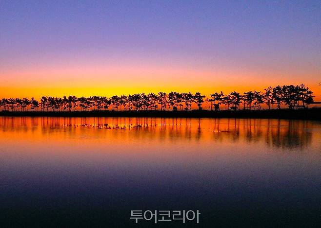 계화 발풍림/사진-부안군