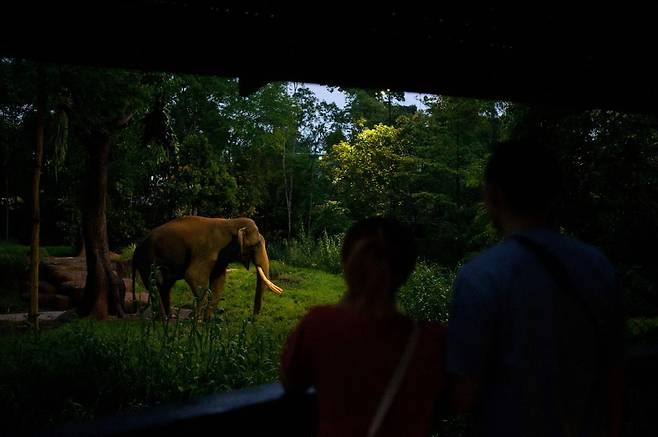 나이트 사파리 트램에서 본 코끼리 무리(사진=정상미)
