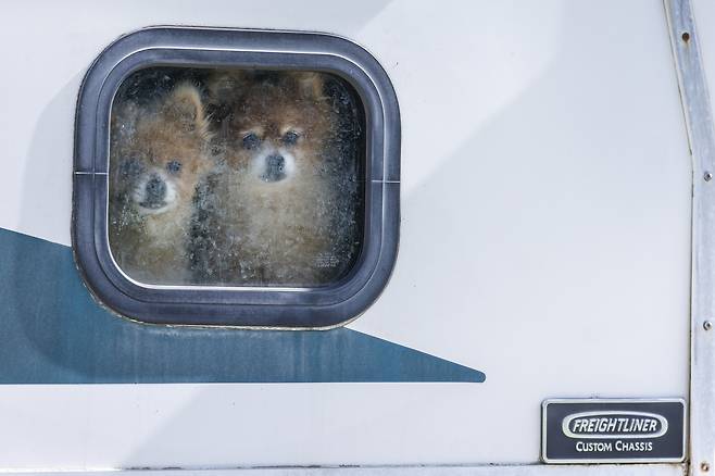 지난 8월 미국 플로리다주 마이애미에 있는 동물구조단체 앞 주차장에 세워진 캠핑카 창문 밖으로 구조된 개 두 마리가 얼굴을 내밀고 있다. EPA연합뉴스