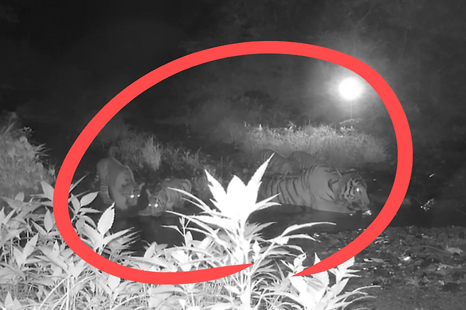 중국 훈춘보호구역에서 발견된 시베리아호랑이 무리.[WWF 중국본부 홈페이지 갈무리]