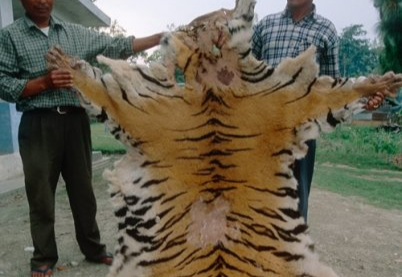 밀렵 단속 요원들이 네팔 티카울리 박물관에 전시된 밀렵 압수품 중 하나인 호랑이 가죽을 보여주고 있다.[WWF 홈페이지 갈무리]
