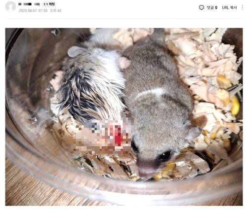 강제 합사로 상처 입은 소동물들 [네이버 카페 캡처. 재판매 및 DB 금지]