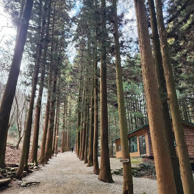 대한다원 입구를 따라 늘어선 삼나무 숲길. 차나무를 바닷바람으로부터 보호하기 위해 조성된 방풍림이다. 김희중 칼럼니스트 iong5636@naver.com