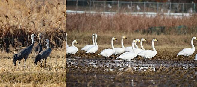 12월 25일 세종 장남들에서 관찰된 흑두루미<왼쪽>와 큰고니. /장남들 보전 시민모임 제공