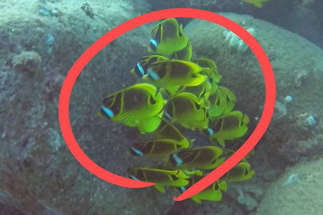 부산 인근 바다에서 잡히고 있는 줄나비고기. 대표적인 아열대어종에 해당한다.[유튜브 ‘CHRIS WEAVER’ 채널 갈무리]