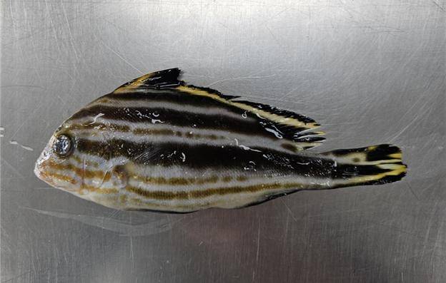 부산 인근 바다에서 발견된 아열대어종 청황돔.[국립수산과학원 제공]