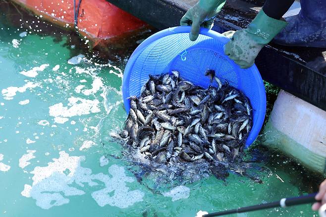 전남 여수 가막만 한 가두리양식장에서 작업자들이 치어를 방류하고 있다.[연합]