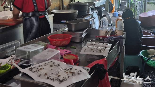 광주의 한 시내버스 구내식당 조리대 위에 파리를 잡기 위한 '끈끈이 트랩'이 설치돼 있다. 한아름 기자