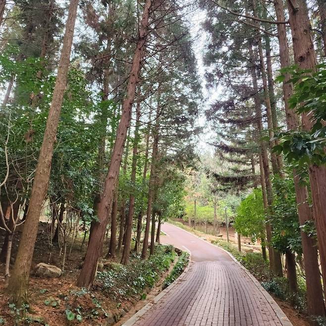 장흥 우드랜드 산책길