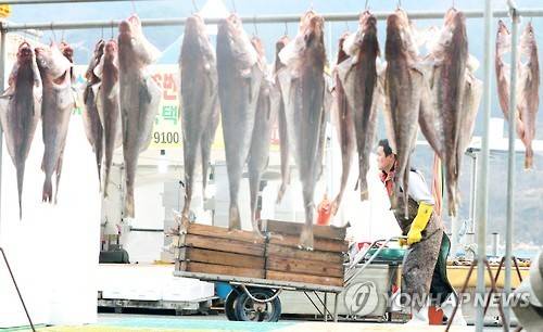 거제 대구 [연합뉴스 자료 사진]