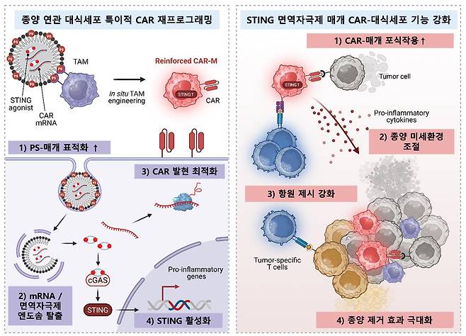 지질나노입자를 이용한 CAR mRNA와 면역자극제 동시 전달을 통한 생체 내 CAR-대식세포 생성 및 암세포 사멸 전략 모식도. KAIST 제공