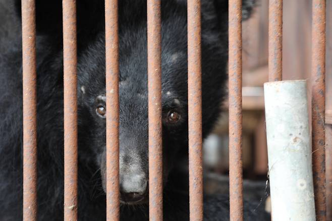 One of 12 farmed bears purchased from a private farm in Yeoncheon County, Gyeonggi, by four civic groups, including the Korean Animal Welfare Association, in August [KOREAN ANIMAL WELFARE ASSOCIATION]