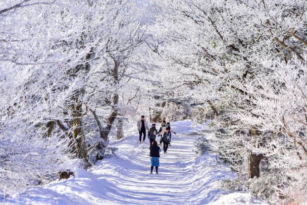 1100고지 설경-눈이 내리면 한라산 서쪽 해발 1100m는 눈꽃을 감상하는 명소가 된다.
