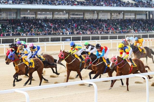 새해엔 서울·부경 최우수 기수들의 경마장 간 자유로운 활동을 보장하는 더러브렛 통합기수제를 시범운영한다. 사진은 렛츠런파크 서울 경주 모습. 한국마사회 제공