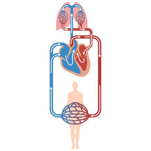 폐순환계와 체순환계 모식도. 폐동맥 고혈압은 폐순환계 중 폐동맥 위치에서 혈관 근육 조절 신호균형에 이상이 생긴 병이다. 위키미디어 공용 제공