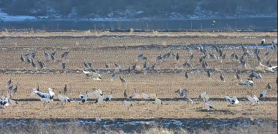 새해 첫날인 지난 1일 오전 경기도 연천군 중면 민통선 내 임진강변 논에 두루미와 재두루미 300여 마리가 빼곡히 모여들어 평화롭게 휴식을 취하고 있다. 사진 이석우씨