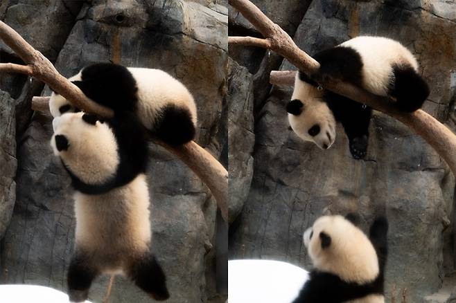 싸움에서 이긴 동생 판다 / 사진 = 조형주 여행플러스 PD
