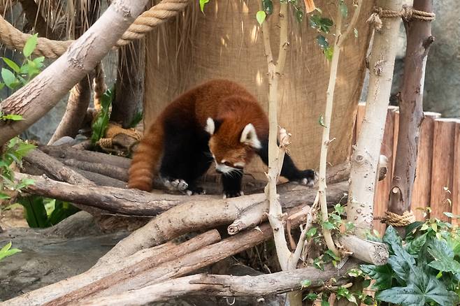 어메이징 아시안 애니멀즈의 레서판다/ 사진 = 조형주 여행플러스 PD