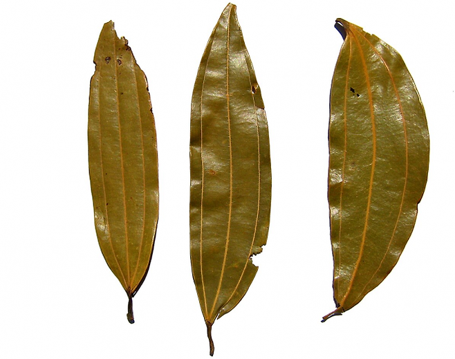 월계수 잎 이미지. 위키피디아