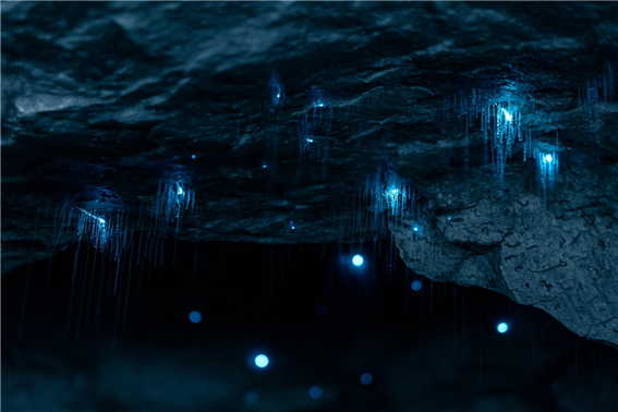 테아나우 글로우웜 동굴 내부/ 사진=리얼뉴질랜드(RealNZ) 웹사이트
