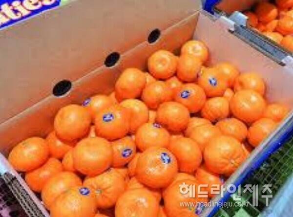 올해부터 미국산 감귤(만다린)이 관세가 폐지되면서 수입 물량은 더욱 늘어나고 가격은 하락할 것이란 전망이 나오고 있다. 제주감귤산업에 큰 타격이 예상된다. (사진=지역농업네트워크 서울경기제주 협동조합 용역 최종보고서)