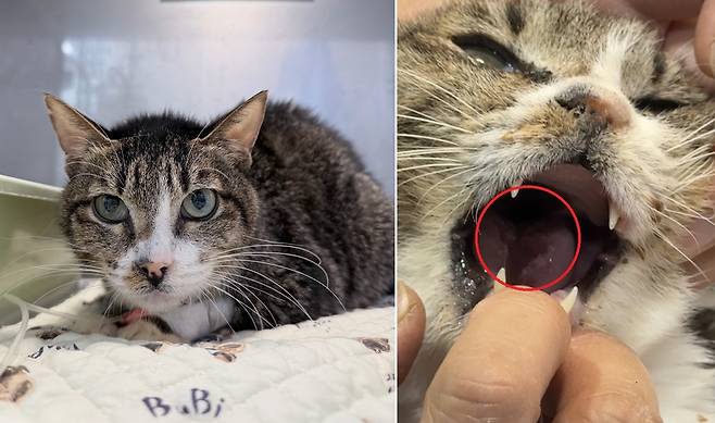 구내염과 상부호흡기 증상이 악화해 내원했던 고양이 '청이'(월드펫동물메디컬센터 제공) ⓒ 뉴스1