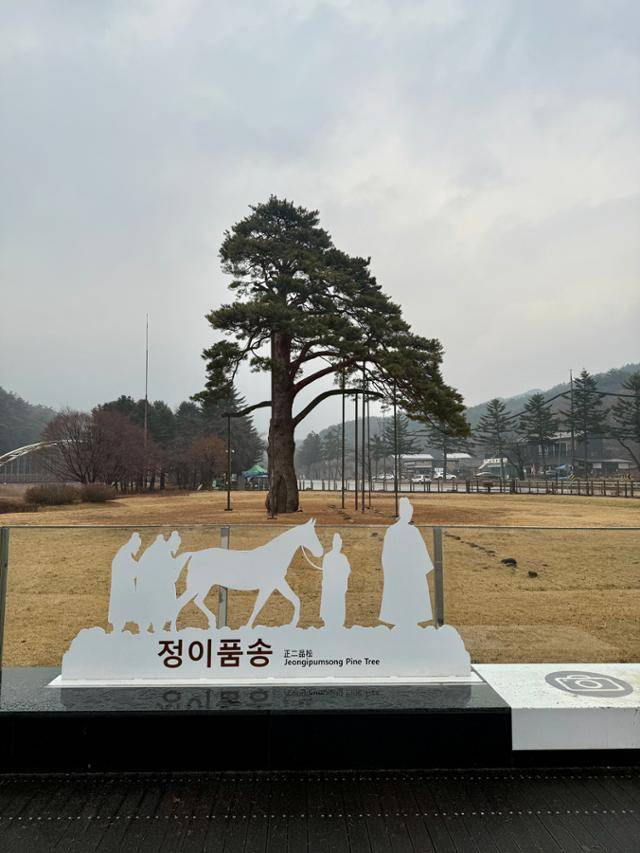 가지를 스스로 올려 세조가 탄 가마가 지나가도록 해줬다는 이야기의 주인공 정이품송. 이를 기특하게 여긴 왕이 그 자리에서 지금의 장관급에 해당하는 정2품을 내렸다는 이야기가 전해진다. 보은=정민승 기자