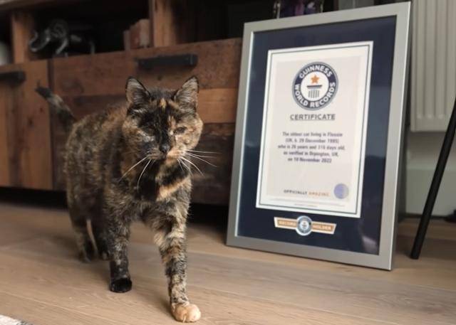 2022년 11월 '현존 최고령 고양이'로 기네스북에 등재된 플로시가 기네스북 기념패 앞을 걷고 있다. 기네스북 유튜브 영상 캡처