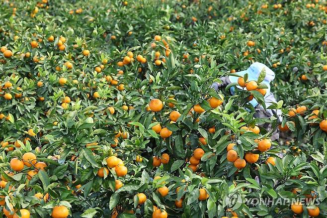 감귤 수확의 계절 (제주=연합뉴스) 박지호 기자 = 17일 오전 제주시 도평동의 한 밭에서 농민들이 감귤을 수확하고 있다. 2024.11.17 jihopark@yna.co.kr