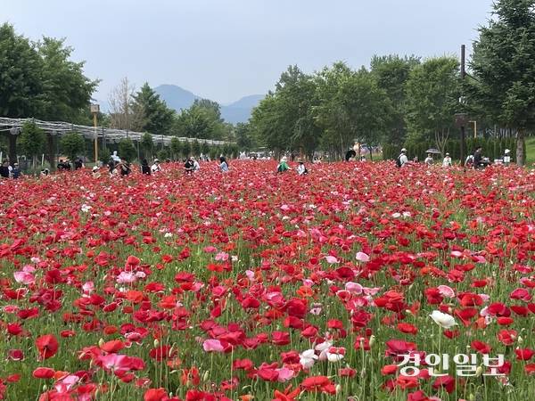 지난해 6월 가평 자라섬꽃페스타를 찾은 시민들이 만개한 꽃밭에서 추억을 쌓고 있다. /경인일보DB