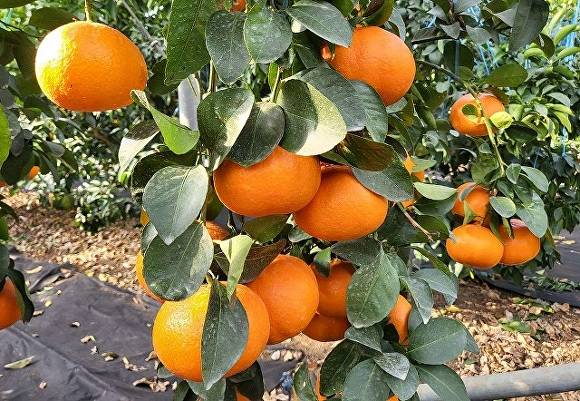 제주감귤 [사진=제주도]