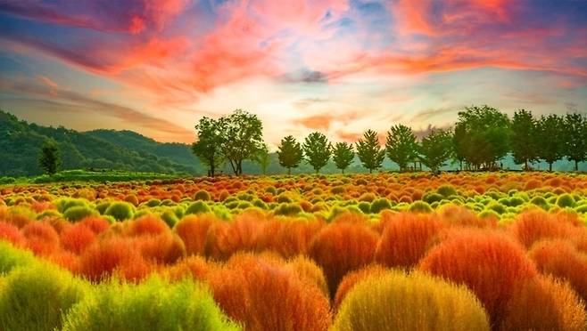 Imjin River Kochia Park (Yeoncheon-gun)