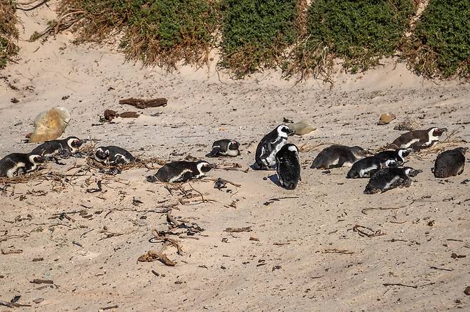 아프리카펭귄.[게티이미지뱅크]