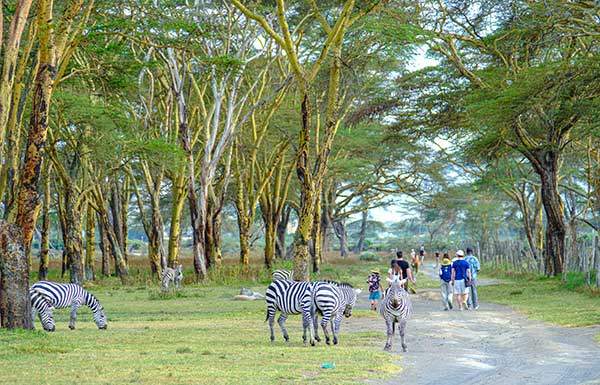 마타투에서 내려서 크레센트섬 보트선착장으로 향하는 길에 얼룩말들이 무리지어 자유롭게 놀고 있다.