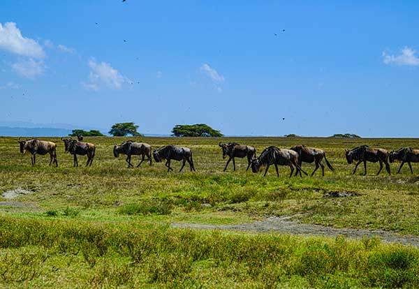 나쿠루국립공원 초원을 누우떼들이 긴 줄을 이루어 이동하고 있다.