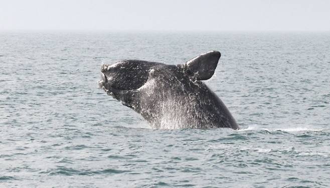 북대서양참고래(North Atlantic right whale). NOAA 제공