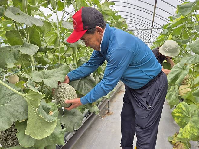 중국 황제 과일로 널리 알려진 하미과 멜론이 구미지역 농가에 본격 재배돼 높은 수확을 올리고 있다. /구미시 제공