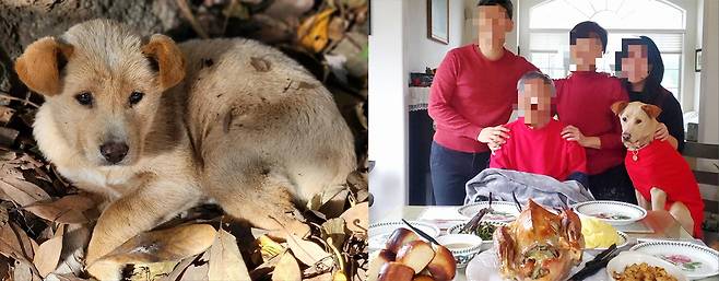SNS로 시작된 인연과 연결이 힘을 발휘했다. 한겨울 제주 서귀포시의 한 집 마당에 버려졌던 개 샌디는 미국으로 입양되며 새로운 가족을 만났다. ⓒ유재연